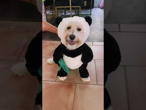 My New Ultra Rare Pet Panda Dog