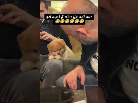 so cute  puppy ❤️ dog lover 💞