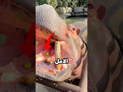فرس النهر لم يرضَ إلا بالمفاجأة الكبيرة 😅🍉 #shorts