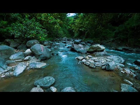 Let Peace Flow Through You – Forest River Sound to Ease the Mind