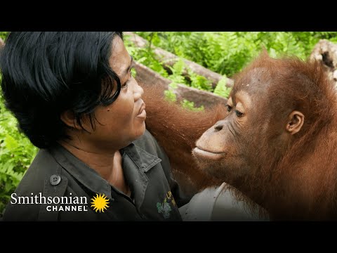 An Orphan Orangutan Tries to Trick His Caregiver 🤔 Orangutan Jungle School | Smithsonian Channel