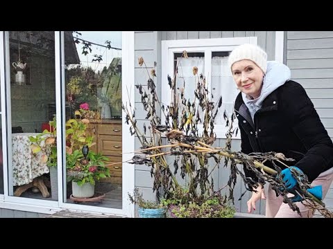 18 октября дача | вышли с мужем разгребать осенние завалы в саду