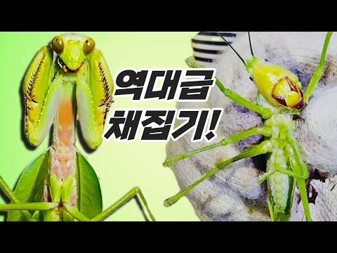 역대급 풀벌레 채집기! 기네스! 여치베짱이! 붉가넓! 이게 끝이 아니라고?!
