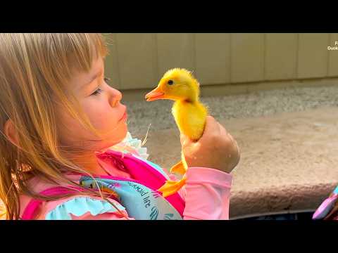 🐥 "My sweets!"❤️: Funny ducklings swim with kids in the pool! Very cute video!