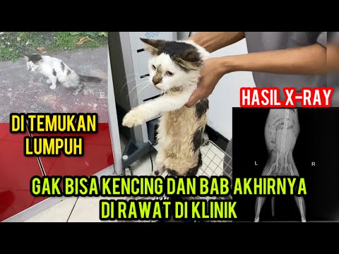 Kasihan Kucing Ini Gak Bisa Kencing Dan BAB Gara-Gara Ketabrak Di Jalan ‼️