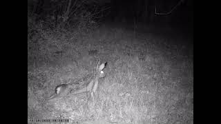 Rabbit, deer & eurasian jay
