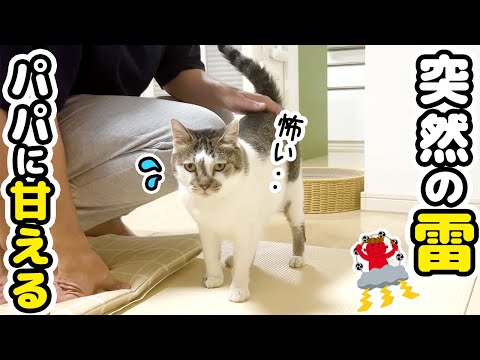 雷が怖くていつも塩対応しているパパに甘える愛猫がカワイイ