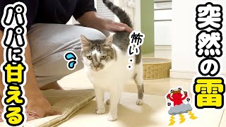 雷が怖くていつも塩対応しているパパに甘える愛猫がカワイイ