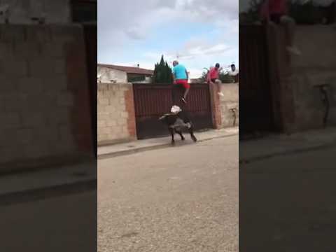 😱TORO BRAVO GOLPEA PUERTA Y SE ESCAPA😱 #shortvideo #youtubeshorts #shorts #shortsvideo