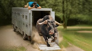 These Animals Are Being Freed for the First Time !