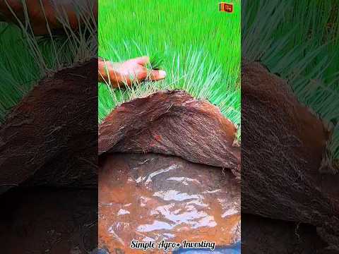 Rice 🌾 plant nursury #nature #garden #satisfying #agriculture #shorts