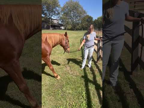 Happy Foxy Boy Friday - Fox struggles w/ “sitting back” so we try to “reconnect” after “disconnect!”