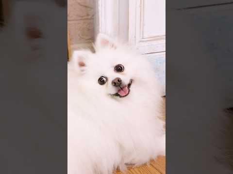 Nico:I don’t do it!#nico #smartnico #funny #puppy #funnydogs