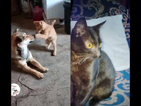 funny cat 🤣🤣😝😝