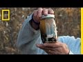 Chickens, Seal Oil, and Gold Panning