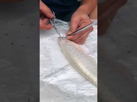 Operation for Eyes - Fishing for Perfection