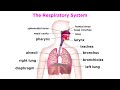 Respiratory System Concepts
