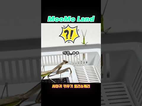 사마귀 키우기 ‘아니 왜 방아깨비는 다시 사마귀에게 돌아온걸까..?!‘