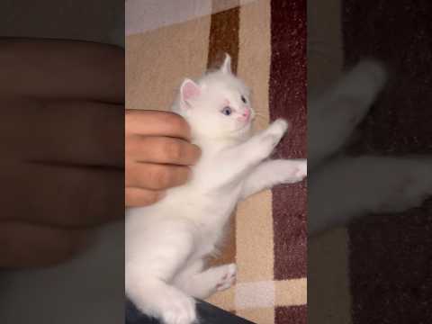 Cat trending videos 🥰😜#cutecat #funnycat #catvideos #shortsfeed #shortvideo #youtubeshorts #like