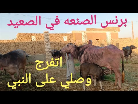 الجاموس العراقي والمنوفي والايطالي النوادر كلها في العرض دة ١٥/ ٦/ ٢٠٢٥م