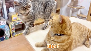 妻に話しかけられてびっくりしちゃったパパ猫。