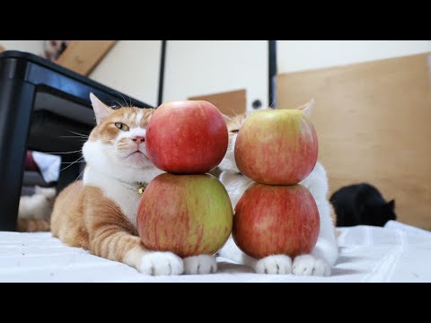 つがるりんごのせ猫動画とブログリンク案内 サムネイル