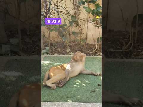 बंदर की बादशाही अंदाज़ । #monkey #shortsfeed