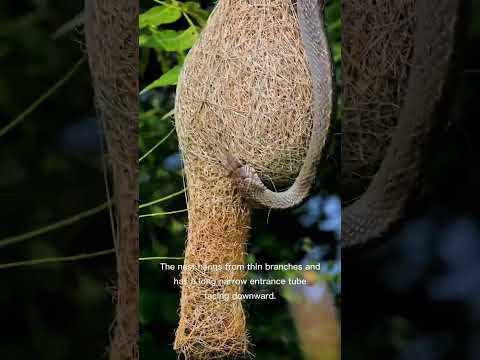 Weaver bird nest #birds #nesting