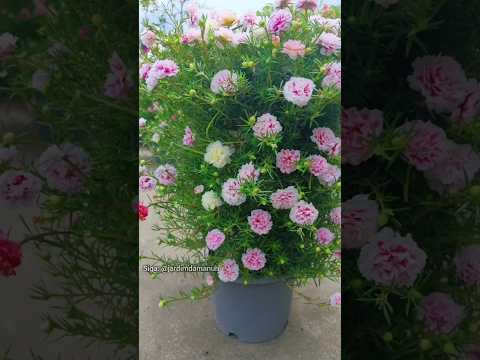 Minha torre de onze horas dobradas#planta #dicasdejardinagem #jardim #plantas #onzehoras