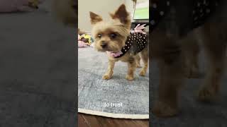 iPhone 17 Pro Max Still the BEST Phone for Video #trends