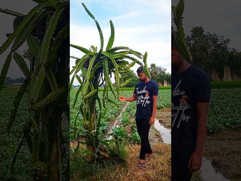 আজ দুটি ড্রাগন গাছের ডাল আনলাম#bengalivlog#minivlog#shorts