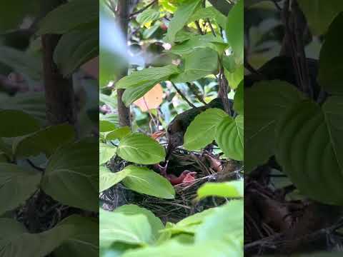 第三章 初めてのお食事　#草食系家族のスローライフ　#餌やり　#ヒヨドリ  #子育て日記