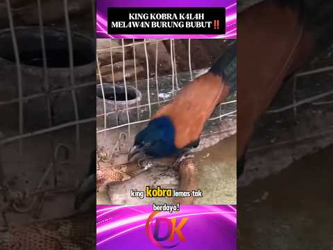 King Kobra Tak Berkutik MeL4w4n Burung Bubut‼️#shorts