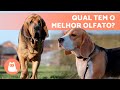 Raças e Características de Cães de Caça