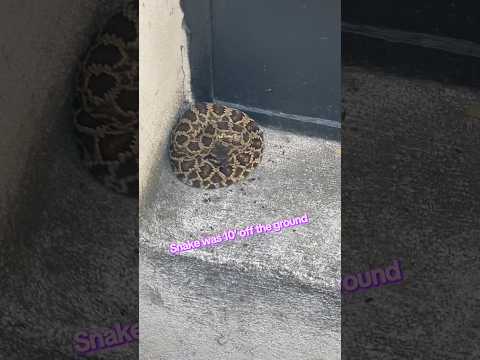 A Rattlesnake at a Castle 🏰#snake #dog #home #fyp #youtube