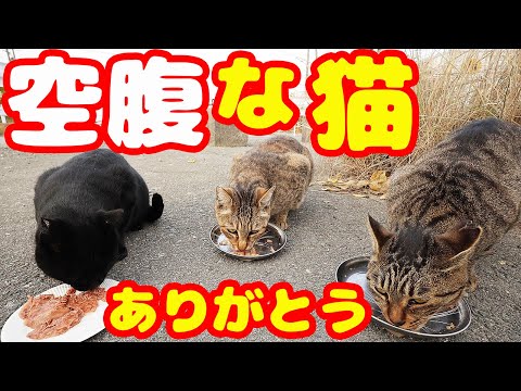 へんぴなところで生きる猫にご飯をあげたら・・・ さくらねこへの給餌 癒され野良猫動画 感動猫動画