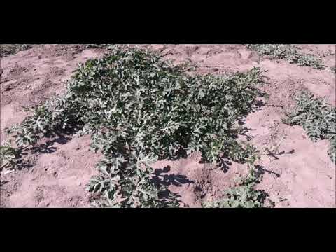 Формирование арбуза. Привитые дыни. В Беларуси.