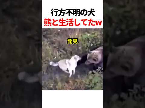 行方不明の犬がクマと生活してたw