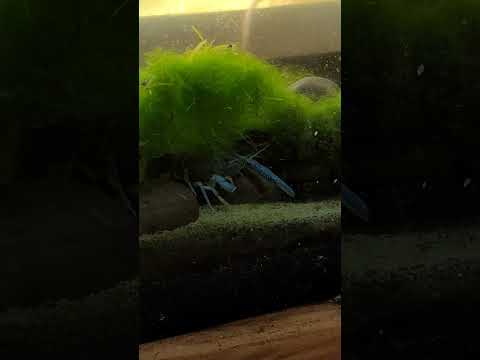 MY CRAYFISH ELECTRIC BLUE 