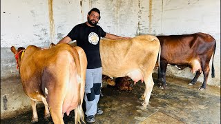 🛑Live🛑Top quality Jersey Breed at Hussain Dairy Farm || Call-89686 47859