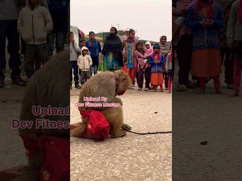 🕺🏻😎 मेरे बाबा ने बाघ लगाया रे डाली डाली पे अनार #viral #trending #monkey #shorts #video