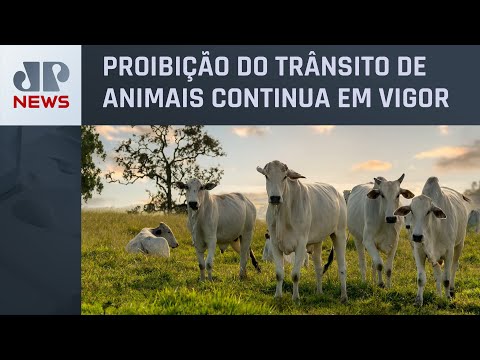 Agricultura libera 16 estados e o DF da vacinação contra febre aftosa