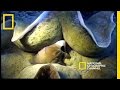 Giant Clams: Nature's Gentle Giants