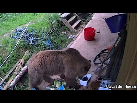 Bears escape from enclosure at UK wildlife park and consume week's worth of honey | AFP