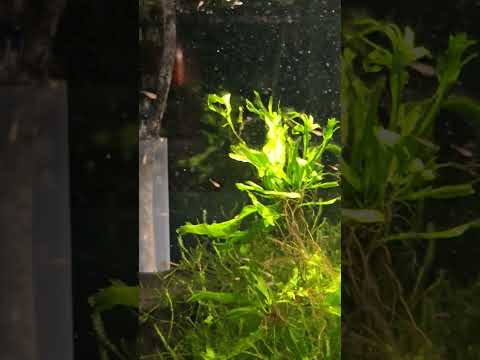 longi fin cherry barb fry. #aquarium #fishbreeding 