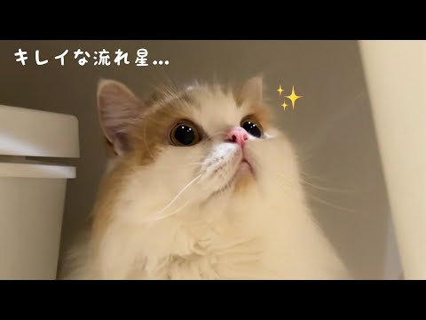 星を見ることにハマった猫が何度もおねだりしてきて可愛すぎました！