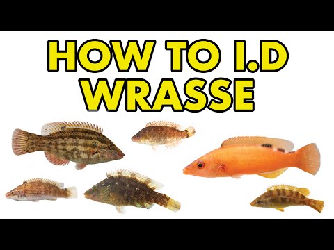 UK Wrasse_ HOW TO I.D Learn how to I.D different members of the UK wrasse family including cuckoo, ballan, baillons, corkw