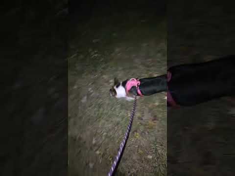 Nori is live on halloween short #corgi #doggielife #puppy