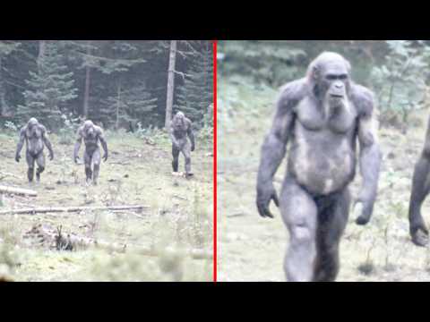 Real Sasquatch Encounters Caught On Camera That Changed Everything