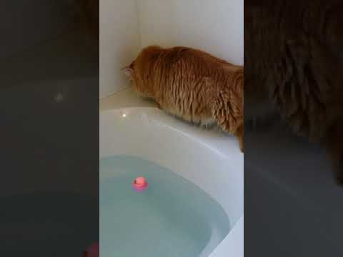 猫がお風呂で一大事。Happening of a cat in the bathroom